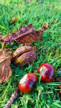 Three horse chestnuts lie on the grass next to autumn leaves of a chestnut tree