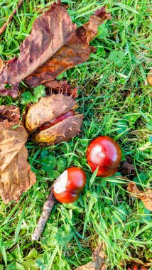 Three chestnuts lie on the autumn grass, one of the chestnuts is in a natural prickly shell