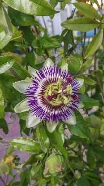 Egzotik Tohumlar Passiflora Caerulea, Mavi Tutku Çiçeği yeşil bir arka planda
