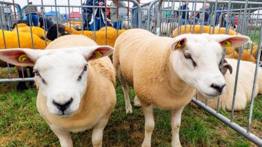 İrlanda 'daki Bantry Tarım Fuarı' nda kulak etiketli iki ödüllü kuzu görülüyor