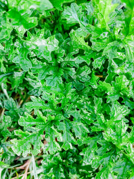 Мокрые листья рога крупным планом, ирландский полевой цветок