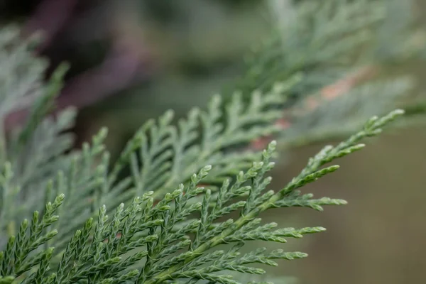 Süslü thuja, bahçe için ağaç.