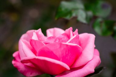 Bulanık arkaplanda su damlaları olan gül kafası, yakın çekim.