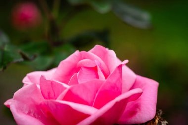 Arkaplanı bulanık, yakın plan çekimli bir gül kafası.