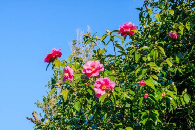 Aşağıdan bakıldığında mavi gökyüzüne uzanan çiçek açan bir kamelya dalı.