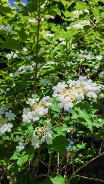 Guelder Rose (Viburnum opulus), Avrupalı Cranberrybush olarak da bilinir.