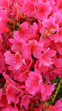 Azalea Pembesi, Japon Açelya Tekrarı. Çerçevenin merkezine, cilt bakımı ile odaklan.