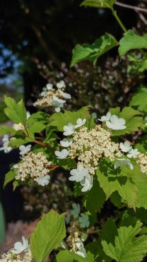 Viburnum opulus, güneşli bir günde İngiliz resmi bahçesi için bir bahçe bitkisi.