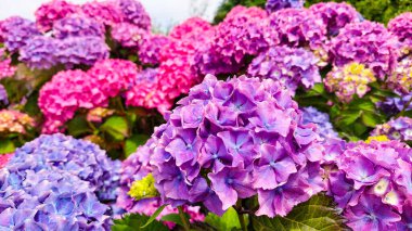 Pembe ve mor ortancaları tek bir çalılığa serpiştirmek