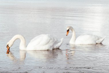 Sakin bir kuğu gölünde bir çift beyaz kuğu, soldaki kuğu.