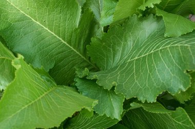 Güneş ışığında yeşil yaban turpu yaprakları