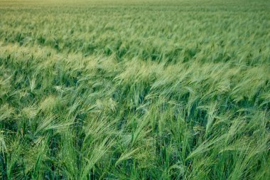 Baharda yeşil sonbahar arpa tarlasına sahip arazi.