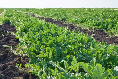 Bahar tarlasında sıra sıra karpuz