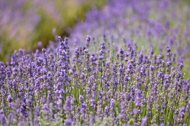 Yazın açan mor lavanta çiçekleri.