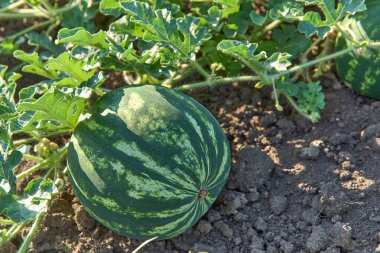 Karpuz yaprakları ilkbaharda tarlada