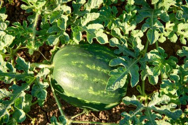 Karpuz yaprakları ilkbaharda tarlada