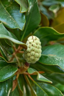 Güney manolya meyvesi (Magnolia grandiflora), sonsuza dek yeşil ağaç