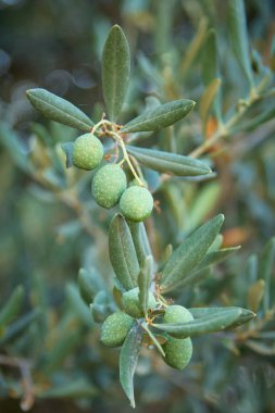 Türkiye 'nin Bodrum Yarımadası' nda zeytin ağaçları üzerinde zeytin