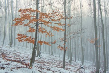 Arkasında sis olan kış kayın ormanları