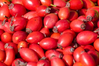 Tarladan toplanmış olgun kırmızı gül kalçaları.