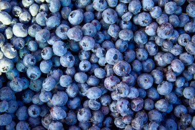 tarladan toplanmış yaban mersini meyveleri.