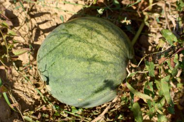 Güzel ve lezzetli kavunlar.