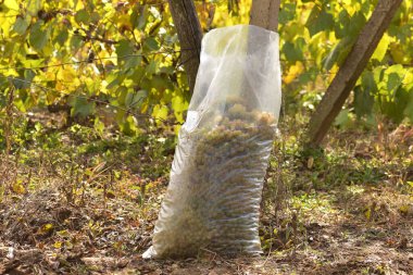 Sonbaharda hasat edilen üzüm ve üzümler.