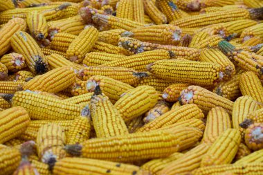 Sonbaharda hasat öncesi tarlada mısır koçanları