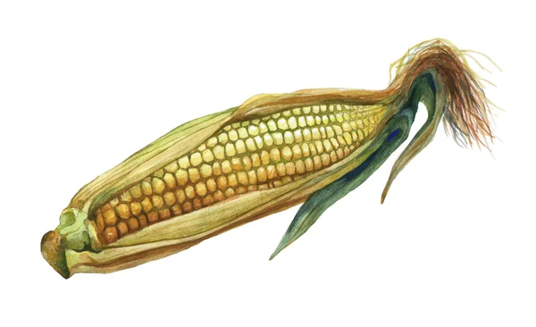 Кукурудза, кукурудза. Мальований рукою акварельний живопис на білому тлі . — стокове фото