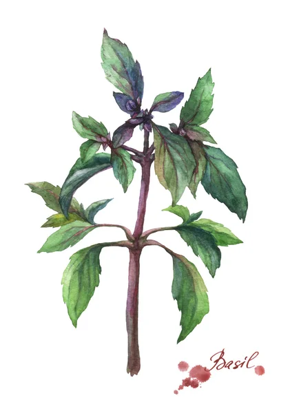 Basil. Hand drawn watercolor painting on white background. — Stock Photo, Image