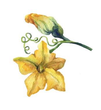 Kabak çiçeği beyaz zemin üzerine suluboya resim