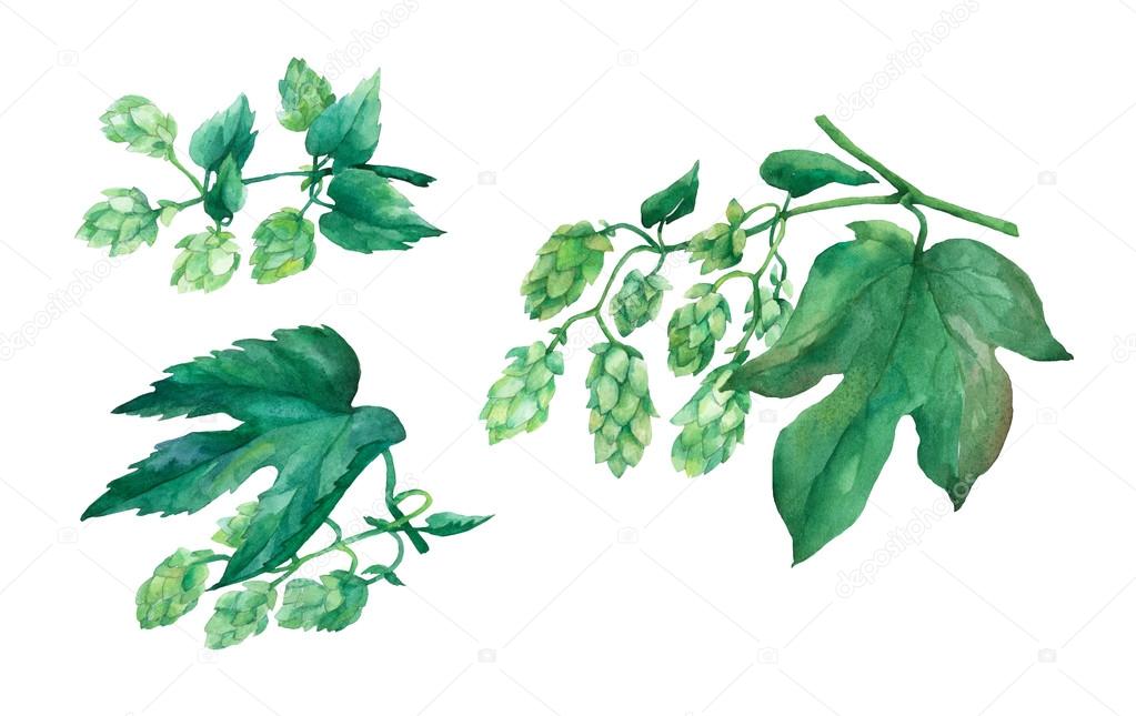 Set branch green hops. Watercolor illustration on white background.