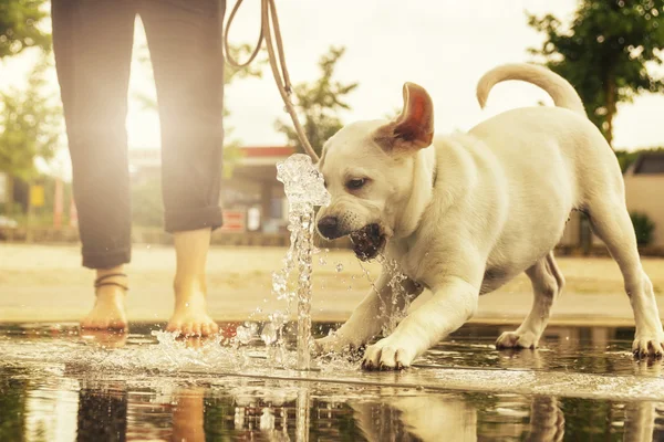 ラブラドル ・ レトリーバー犬の子犬探して不思議なことにあなたの犬と散歩に行く - ひもにつないで散歩中に公園でのウォーター ジェット吠える — ストック写真