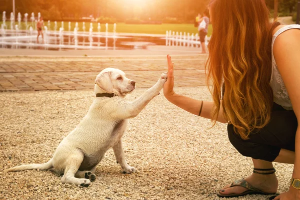 Cãozinho Labrador e jovem mulher dão um aperto de mão High Five — Fotografia de Stock