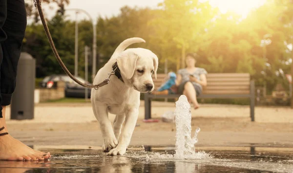 Labrador dog puppy looking curious at water fountain — Stock Photo, Image