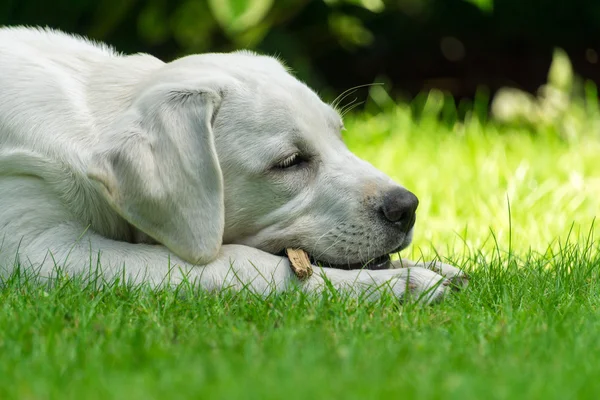 Cute beaustiful Labrador dog puppy chewing on a stick — Stock Photo, Image