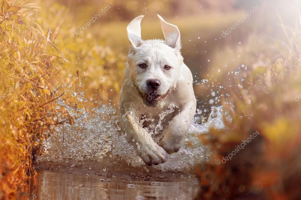 Stockfotos Bebe Labrador Bilder Stockfotografie Bebe Labrador Lizenzfreie Fotos Depositphotos