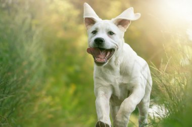 Genç Labrador köpek yavrusu dilini dışarı asılı ile çalışır