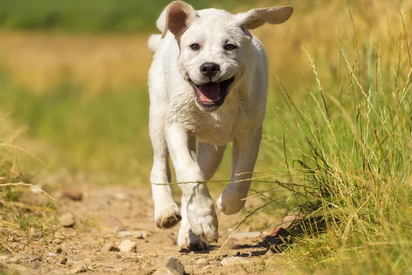 Jonge lieve mooie labrador hond pup uitgevoerd op veld — Stockfoto