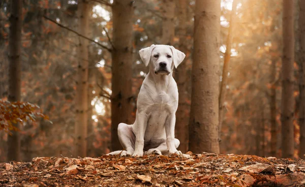 Hvid Labrador hundehvalp sidder i skov med efterårsfarver - Stock-foto