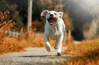güneşte dışarı asılı dil ile çalışan labrador köpek yavrusu
