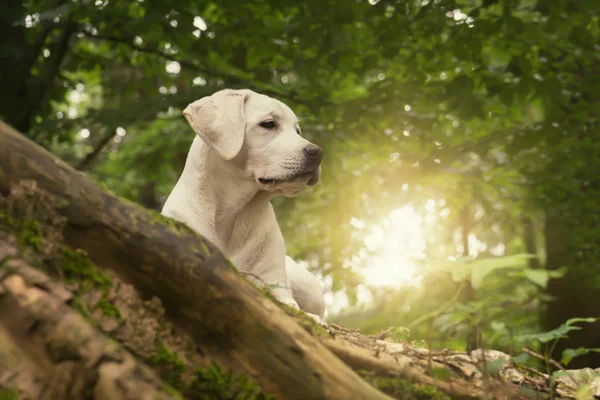 Perro labrador cachorro en el bosque en verano amanecer paseo — Foto de Stock