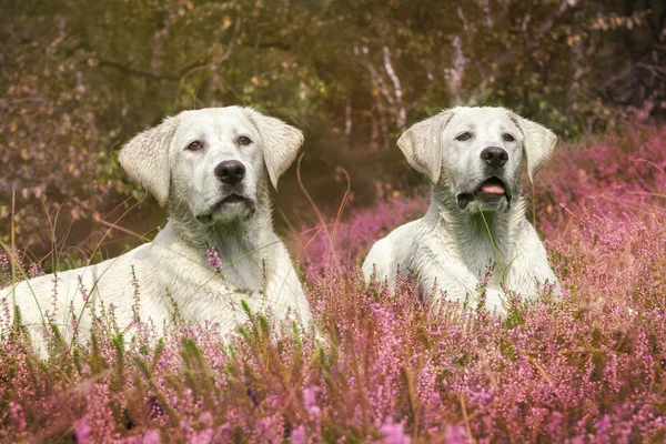 两个可爱拉布拉多狗小狗场的紫色花 — 图库照片