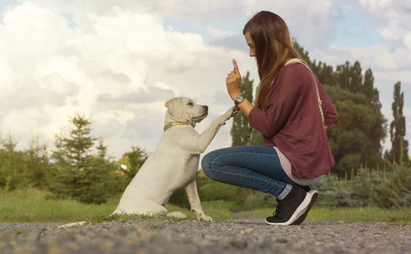 Young labrador dog puppy and woman train together — Stock Photo, Image
