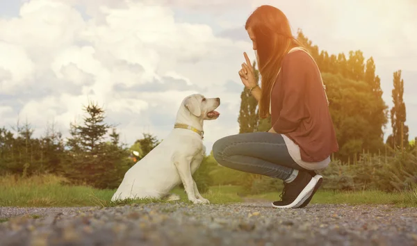 Young labrador dog puppy and woman train together — Stock Photo, Image