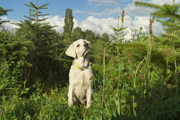 Cachorro de perro lindo joven en el campo verde — Foto de Stock