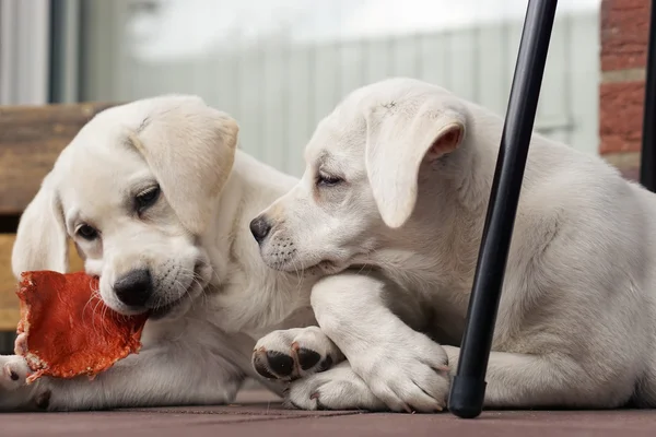 Dva roztomilý mladý pes štěňata a mazlení dohromady — Stock fotografie