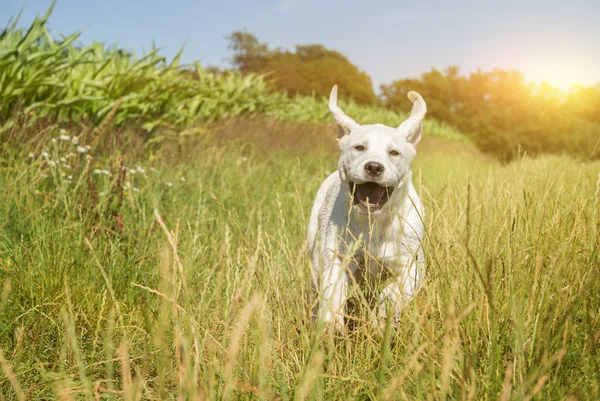 Jovem cão labrador cachorro correndo com cara engraçada — Fotografia de Stock