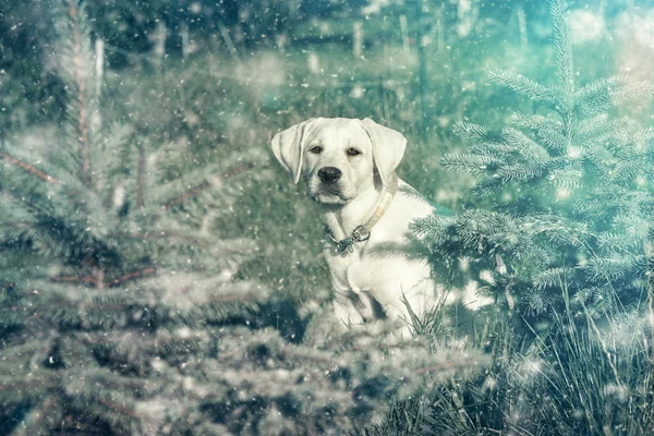 Young white labrador dog puppy in the snow — Stock Photo, Image