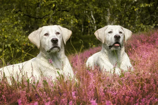 两个可爱拉布拉多狗小狗，开紫色花的草地上 — 图库照片